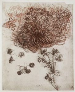 Leonardo da Vinci, Flowers, probable study for the Virgin of the Rocks (facsimile) Cabinet of Drawings and Prints of the Uffizi - Florence Italy