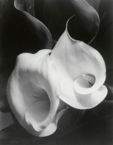 Imogen Cunningham, Two Callas, 1929, Museum of Modern Art (MoMA) - New York USA