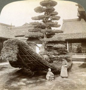 A single pine trained into the shape of a boat, Kinkaku-ji Temple, Kyoto, Japan, 1904.Stereoscopic card. Detail.-H58L292
