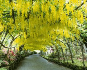 The Laburnum Arch with bright yellow foliage at Bodnant Garden, Wales Great Britain