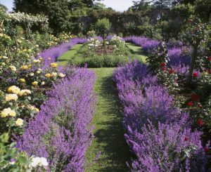 Rose beds edged with lavender in full flower in the Pergola garden at Gunby Hall, Garden at Gunby Hall. Lincolnshire Great Britain