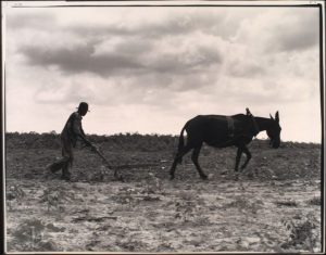 Dorothea Lange, Un uomo, un mulo, Greene County, Georgia, 1937 - 0135166