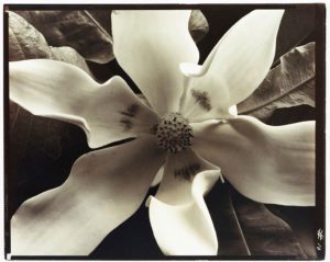 close up of a magnolia flower black and white photo by Steichen