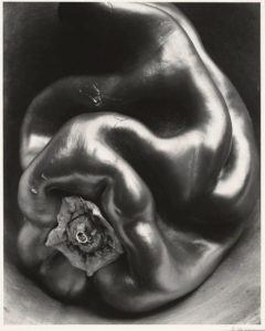 Edward Weston, Peperone, peperone di lato con la parte superiore verso lo spettatore, 1931 - CC00101
