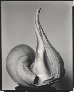 photo of shell close up by Edward Weston
