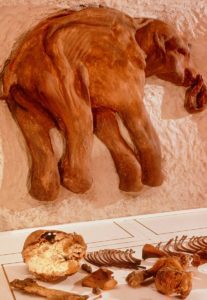 Baby mammut Dima'. Calco in gesso della carcassa del piccolo mammut lanoso di nome 'Dima', il cui corpo congelato è stato trovato nel 1977 nella Siberia orientale, in Russia
