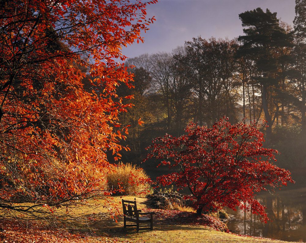 Il fogliame autunnale rosso intenso di un Acer palmatum a Sheffield Park, East Sussex. Sullo sfondo l'Upper Womans Way Pond con alberi di ogni colore dal verde, giallo e arancione al rosso che lo incorniciano. Foto: Andrew Butler. - NT02262