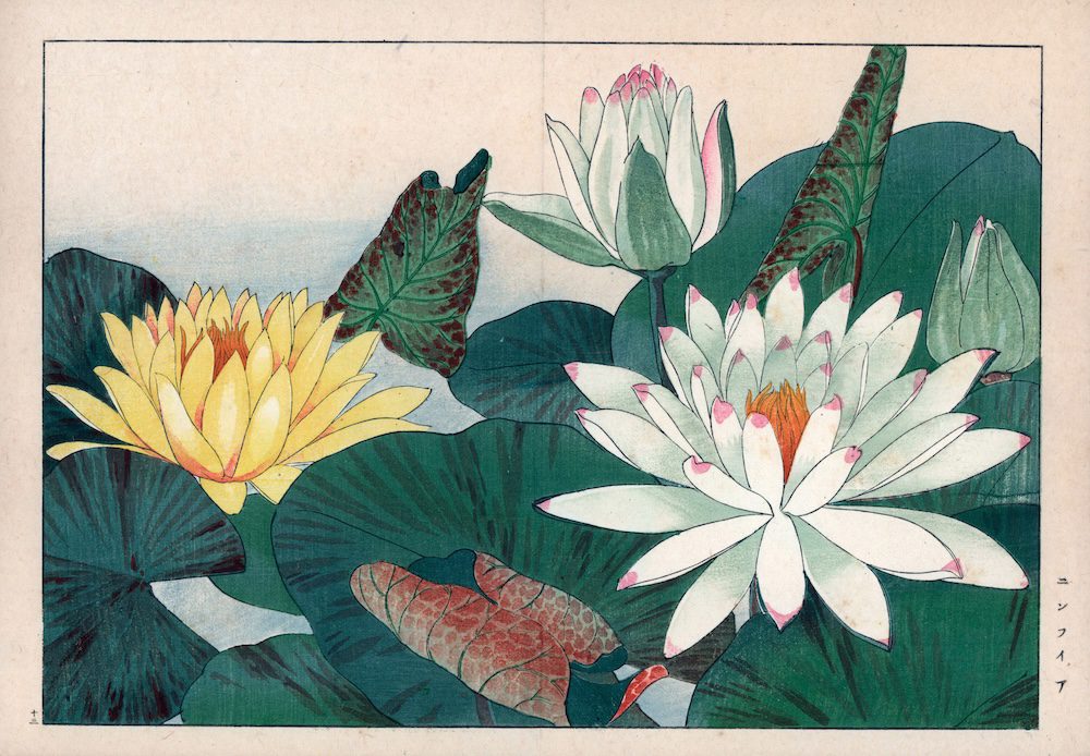 FL13426 – Ninfee bianche e gialle, Nymphaea alba e Nymphaea mexicana. Stampa da Konan Tanigami's 'Seiyou Sokazufu' (Pictorial Album of Western Plants and Flowers: Summer), Unsodo, Kyoto, 1917. Tanigami (1879-1928) dipinse 125 varietà di piante da giardino nelle quattro stagioni. Collezione Privata.  
