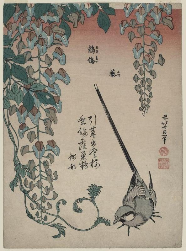 MF01400 – Hokusai, Wisteria and Wagtail (Fuji, sekirei), dalla serie senza nome conosciuta come Small Flowers, Publisher: Nishimuraya Yohachi (Eijudo), Japanese, Periodo Edo, circa 1834. Museum of Fine Arts, Boston 