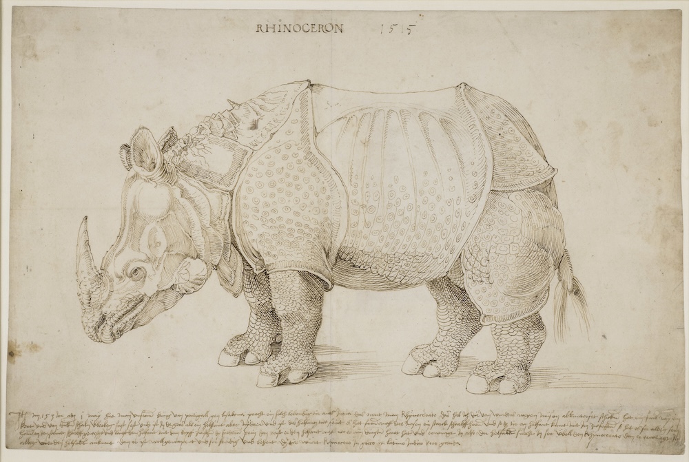 Rinoceronte di Albrecht Dürer del 1515 - BM13286 